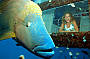 Great Barrier Reef Adventures and Camira Sailing Adventure Combo- BACKPACKER SPECIAL