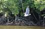 White bellied sea eagle