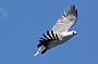 As does a White-bellied Sea eagle