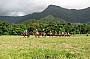 Cape Trib Horse Rides ( Afternoon )
