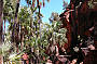 Palm Valley - 1 Day