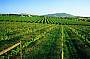 yarra valley winery