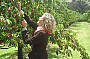 Picking Olives