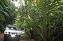 Giant Palms in the rainforest