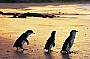 The nightly Penguin Parade