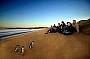 1 Day Phillip Island Penguin Parade (With Dinner or Lunch!)