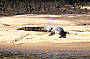 Cape Tribulation & Daintree Starter Pak Day Tour