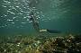 Rottnest Island Snorkelling Tours