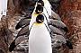 King Penguins