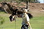 See the birds of prey fly high at the free flight bird show