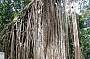 Curtain Fig Tree