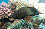 Private Cabin - Double Bed - 2 Day 1 Night Great Barrier Reef Dive and Snorkel Trip