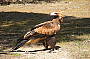 Birds of Prey free-flight show