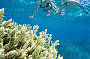 Snorkel at 3 different reef sites