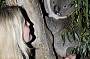 Penguin Parade & Wildlife Express Tour