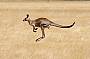 The mighty male Eastern grey kangaroo bounds across on the open savannah