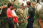 Wonder through the tree tops