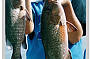 Fishing the Tropics : Estuary Fishing - Half Day