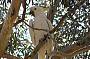 Sulphur crested cockatoo rests in the midday heat