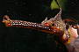 Weedy Sea Dragon
