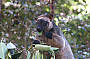 Search for the elusive tree kangaroos at the Curtain Fig Tree