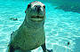Rottnest Island Snorkelling Tours
