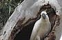 This Sulphur-crested Cockatoo lives near your B&B