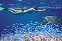 Snorkelling