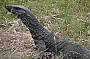 Giant Goanna checks us out
