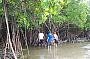 Search for bush tucker amongst the mangroves