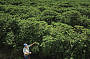 Skybury Coffee Plantation
