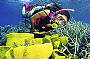 Diving with Coral