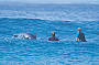 Surf with the Dolphins