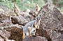 3 Day Flinders Ranges & Outback (Eco-Villa Solo traveller)