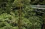 ZipLining Otway and 12 Apostles Adventure