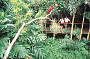Rainforest Habitat