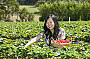 Sunnyridge Strawberry farm