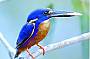 Azure Kingfisher