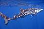 A majestical whale shark
