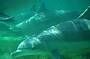 Swimming with Dolphins