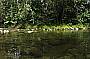 Swimming at Silky Oaks Lodge