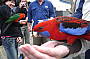feeding the birds