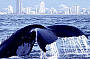WHALES IN PARADISE / WHALE WATCHING & Canal Cruise BRISBANE Tour (05 Jun-Nov)