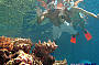 Snorkel at 3 different outer reef sites