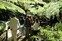 Rainforest walk