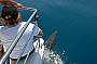 Dolphin Tour
