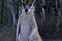 An agile wallaby