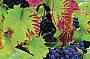 Pinot Grapes