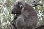 One very sleepy Koala