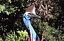 A large female cassowary at Kuranda